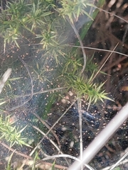 Tetranychus lintearius