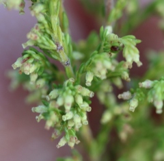 Erica urceolata