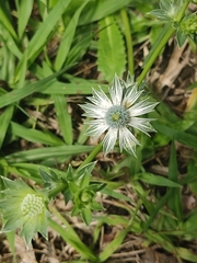 Eryngium carlinae
