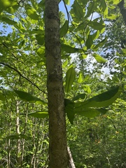 Magnolia macrophylla