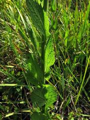 Nidorella