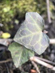 Hedera helix