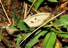 Urocyclidae
