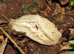 Urocyclidae