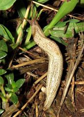 Urocyclidae