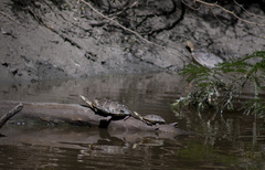 Phrynops hilarii