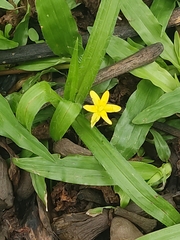 Hypoxis decumbens