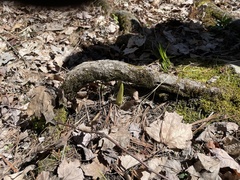 Symplocarpus foetidus