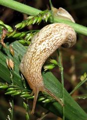 Urocyclidae