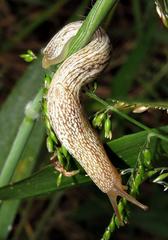 Urocyclidae