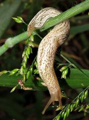 Urocyclidae
