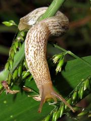 Urocyclidae
