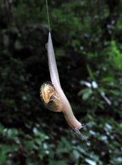 Urocyclidae