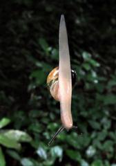 Urocyclidae