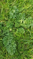 Jacobaea vulgaris