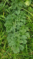 Jacobaea vulgaris
