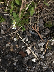 Cardamine hirsuta
