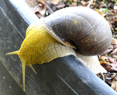 Plekocheilus gibbonius