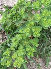 Euphorbia