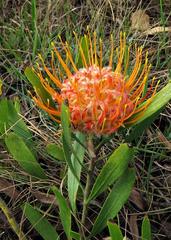 Leucospermum gerrardii image