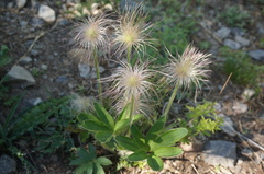 Pulsatilla chinensis