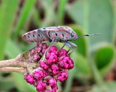 Spilostethus pandurus elegans