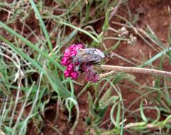 Spilostethus pandurus elegans