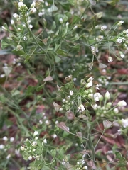 Capsella bursa-pastoris