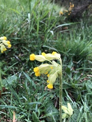 Primula veris