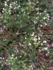 Capsella bursa-pastoris