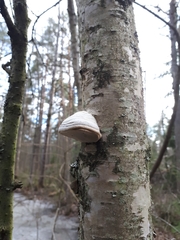 Fomes fomentarius