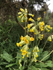 Primula veris