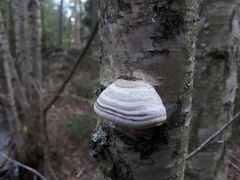 Fomes fomentarius