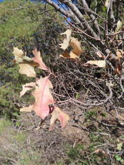 Quercus graciliformis