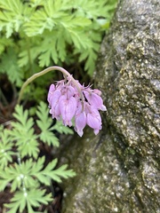 Dicentra formosa
