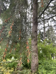 Pseudotsuga menziesii