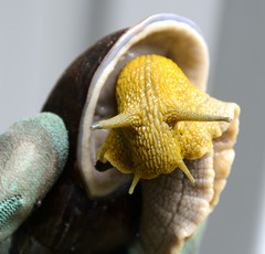 Plekocheilus gibbonius