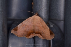 Psimada quadripennis