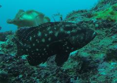 Cephalopholis sonnerati