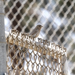 Haemorhous mexicanus