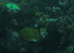 Apolemichthys trimaculatus