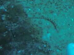 Corythoichthys flavofasciatus