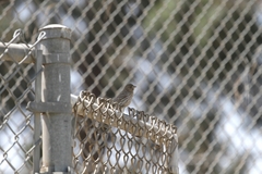 Haemorhous mexicanus