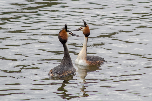 Somormujo lavanco (Podiceps cristatus)