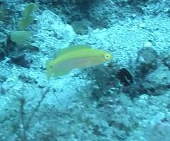 Bodianus bimaculatus