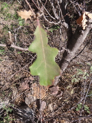 Quercus graciliformis