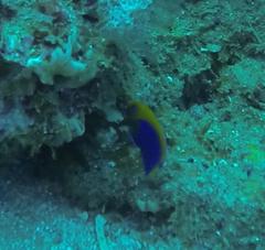 Centropyge acanthops