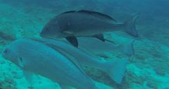 Umbrina