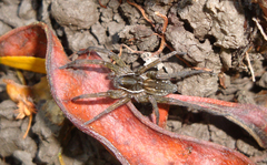 Diapontia uruguayensis