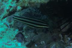 Ostorhinchus angustatus